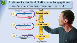 Bildung von Insulin durch postranslationale Prozesse [upl. by Lev]