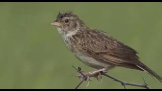 March 19 2017 Close up of the Monotonous Lark as he sings his morning song [upl. by Anilec]