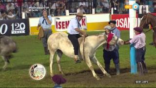 Jineteada en el Festival de Jesús María 2016 Tanda 4 [upl. by Fedak]