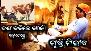 କଣ କରିଲେ ଗାଈଁ ଲାତରୁ  ମୁକ୍ତି ମିଲିବ  Farming in Odisha [upl. by Pascha]