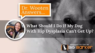 What Should I Do If My Dog With Hip Dysplasia Cant Get Up  Dr Wooten Answers [upl. by Dnomse]