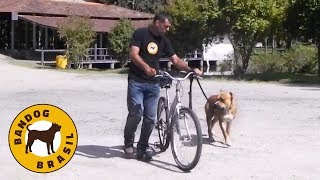 Como adestrar um cachorro a ANDAR AO LADO DA BICICLETA  Uma aula prática [upl. by Tate]