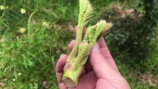 田舎暮らし】春の山菜 タラの芽探し。探しに行きました。Fatsia sprouts [upl. by Noffets]