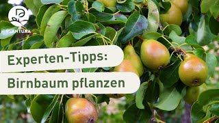 Birnbaum pflanzen So klappt’s Anleitung [upl. by Repinuj]