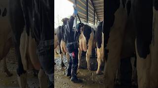 Amazing Farm Skills Girl Performs a Cow Pregnancy Test in the USA Farm 🐄👩‍🌾 [upl. by Wolram]