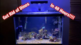 How My Reef Tank Beat Dinoflagellates in 48 Hours UV ￼Sterilizer [upl. by Sheehan381]