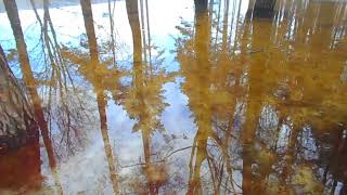 Талый снег в сосновом лесу  Melted snow in a pine forest [upl. by Norward]