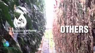 No more Fusarium problems with Hydroponic Systems [upl. by Blakely715]