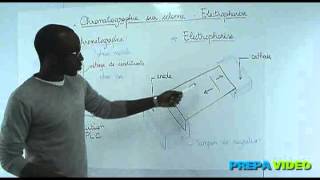 Biochimie cours étude des protéines chromatographie sur colonne électrophorèse [upl. by Scherle]