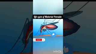 Life cycle of Malarial Parasite Mosquito Zoology Animation video easy explanation Neet cbse [upl. by Htebarual773]