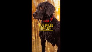 Dog Breed Highlight  Boykin Spaniels [upl. by Immanuel]