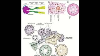 Salivary gland I Serous vs Mucous acini and duct [upl. by Gregor]