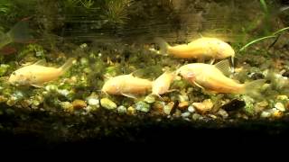 How to Care Guide Albino Cory Cats [upl. by Aurlie660]