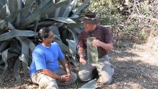 AGAVE plants many uses [upl. by Gottfried]