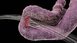 Chromosome and Kinetochore 2014 Drew Berry wehitv [upl. by Imekawulo]