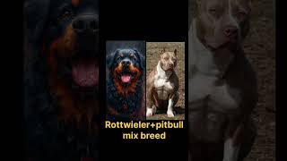 Top3 Dog mix breed Rottwieler zermenshepherd pitbull Labrador shorts mixerdog dogbreed [upl. by Ricardo]