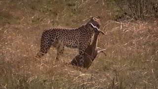 Cheetah Hunting Gazelle  Big Cat Diary  BBC Earth [upl. by Ahsuat]