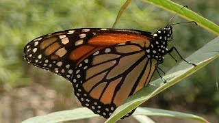 Why Plant Native Milkweed with Sarah [upl. by Alimak626]