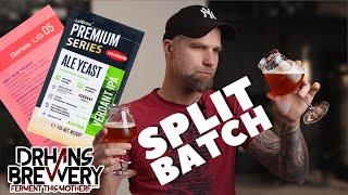 Verdant yeast vs US05  Split Batch  Grain to Glass [upl. by Rett]