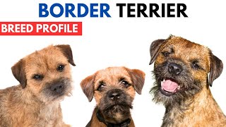 Border Terrier Breed Profile History  Price  Traits  Border Terrier Grooming Needs  Lifespan [upl. by Hubey202]