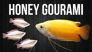 How to Breed Honey Gouramis [upl. by Nil]