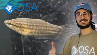 Incredible Croaking Gourami at OSA [upl. by Audry274]