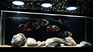 DIY PLASTIC BOTTLE FISH AQUARIUM [upl. by Analise]