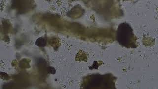 Drop1 bright field 400x lots of bacteria testate amoebae varieties organic matter [upl. by Nagaem]