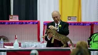 Best of the Best at the at the CFA 2012 World Show  Larry Adkison judging [upl. by Einned776]