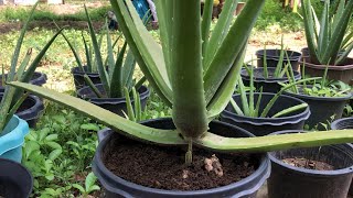 ALOE VERA  Add Fertilizers Cow Dung Wet To Plant  Put More Plant 🪴 [upl. by Coltin]