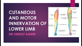 Dermatomes of Lower Limb [upl. by Thayne]