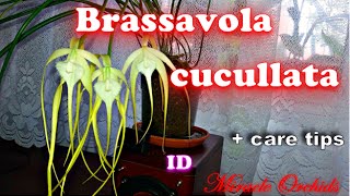 The lady of the night  Brassavola cuculata  orchid species  care tips [upl. by Ecydnak]