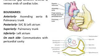 Pericardium Anatomy [upl. by Hazeefah]