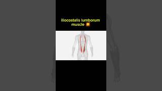 iliocostalis lumborum muscle 🤯  Upper limb muscle  3danatomy 3danimation humanbody [upl. by Arikehs]