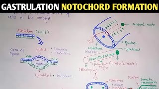 Gastrulation  Notochord And Mesoderm Formation  UrduHindi [upl. by Ganiats687]