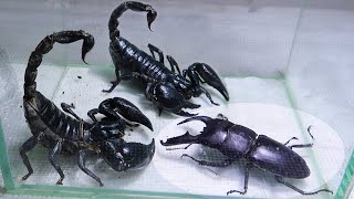 Black Titan Bug and 2 Giant Scorpions  Go find the King of Insects [upl. by Leipzig]