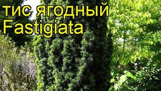 Тис ягодный Фастигиата Краткий обзор описание характеристик taxus baccata Fastigiata [upl. by Yenruoj294]