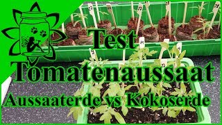 Test Tomatenanzucht  Aussaaterde vs Kokoserde  Tomaten vorziehen Jungpflanzen [upl. by Bullivant]