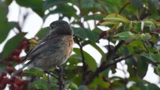 stonechat [upl. by Calore]