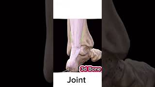 3d bone anatomy bone viralvideo anatomy [upl. by Lexi]