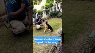 German shepherd learn speak 🙊 training session 274 shorts [upl. by Ohl]