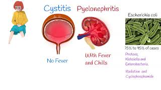 Cystitis Symptoms and treatment Painful urination Frequent urination [upl. by Hoskinson239]