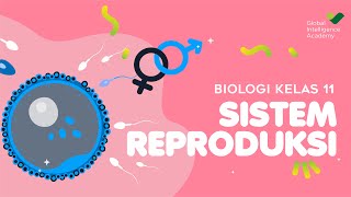 BIOLOGI Kelas 11  Sistem Reproduksi PART 1  GIA Academy [upl. by Birecree]