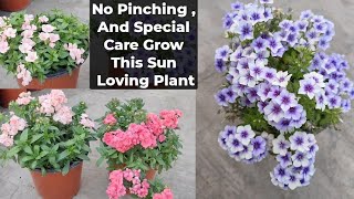 इस पौधे के भारी फूलों में पत्ते भी गायब हो जाते हैं Phlox Double From Seeds Winter Plant Care Tips [upl. by Drofnats132]