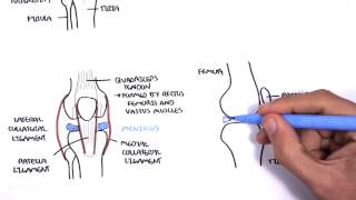 Clinical Anatomy  Knee [upl. by Eerdna]