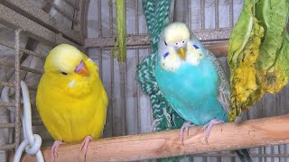 25 Hr Happy Parakeets Eating Singing Playing Budgies Chirping Reduce Stress of lonely Bird Videos [upl. by Leasi]