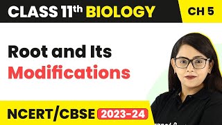 Root and Its Modifications  Morphology of Flowering Plants  Class 11 Biology [upl. by Llevert]