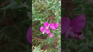 Polygala myrtifolia  Myrtleleaf milkwort  Krzyżownica mirtolistna 🌸 [upl. by Binny]