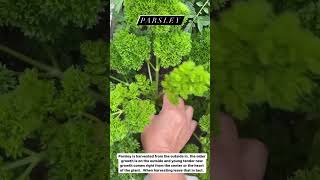 How to Pick Fresh Parsley [upl. by Koval]