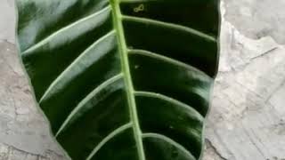 Alocasia longiloba yang katanya alocasia watsoniana glossy  Fazza Nursery  Tanaman Hias Populer [upl. by Levana166]